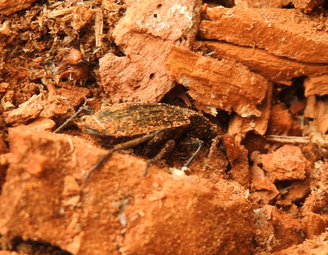 Carabus granulatus - mezei futrinka Carabus granulatus - mezei futrinka