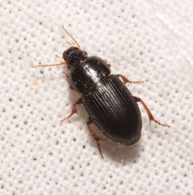 Harpalus pumilus - törpe lomhafutó