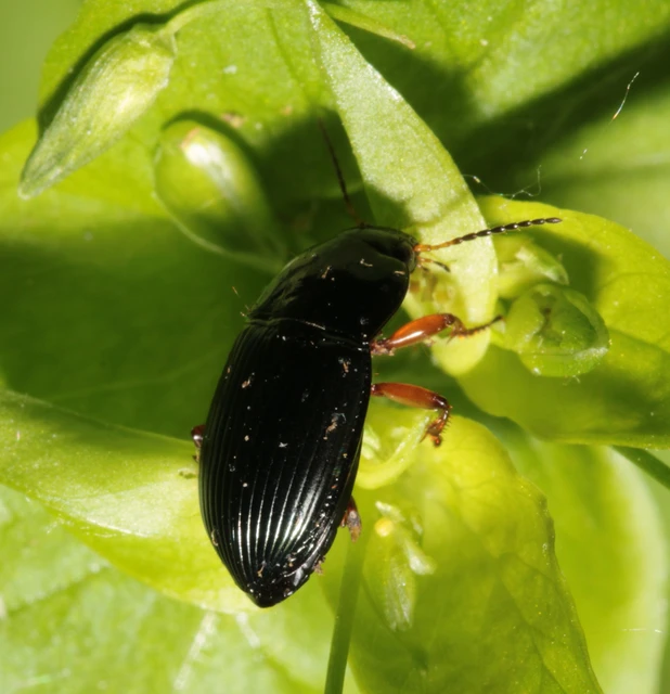 Amara Amara
