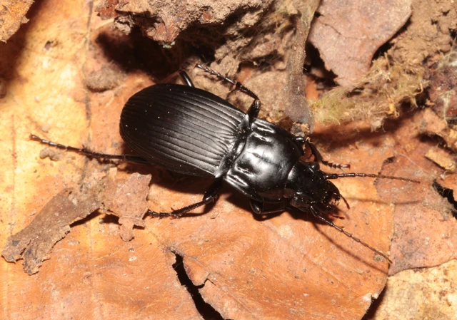 Abax parallelepipedus - félbordás szélesfutó