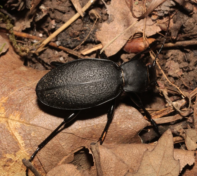 Carabus coriaceus - bőrfutrinka Carabus coriaceus - bőrfutrinka