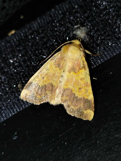 Tiliacea aurago - aranyló sárgabagoly