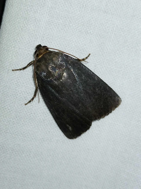 Amphipyra livida - zsírfényű bagoly