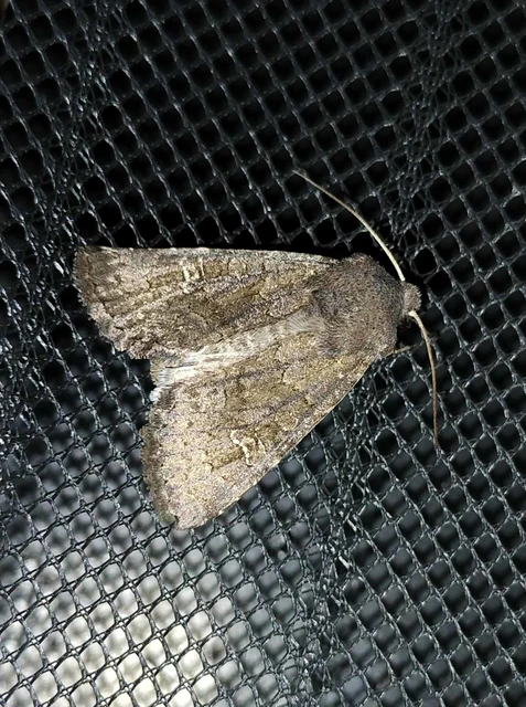 Aporophyla lutulenta - sziki őszibagoly