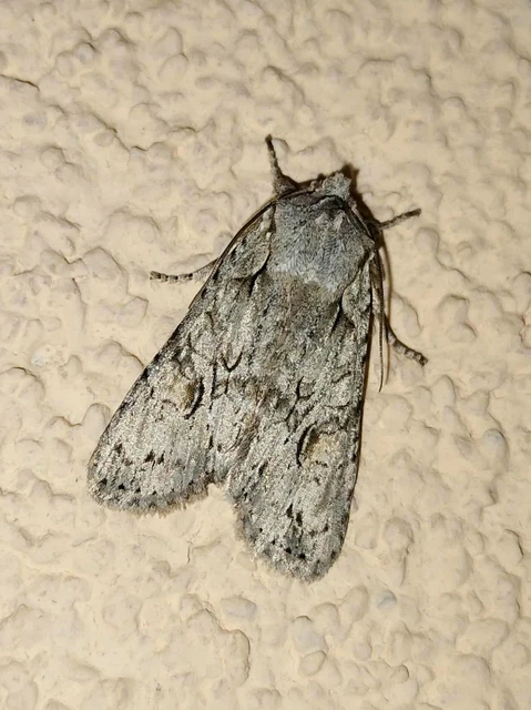 Lithophane ornitopus - közönséges fabagoly