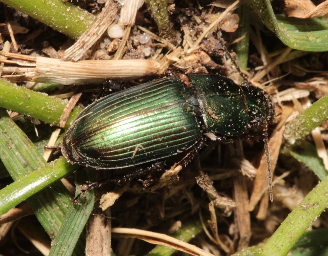Harpalus distinguendus - mezei lomhafutó