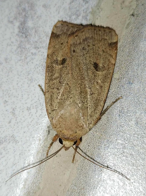 Noctua comes - kis sárgafűbagoly