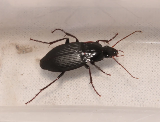 Calathus fuscipes - sokpontos tarfutó
