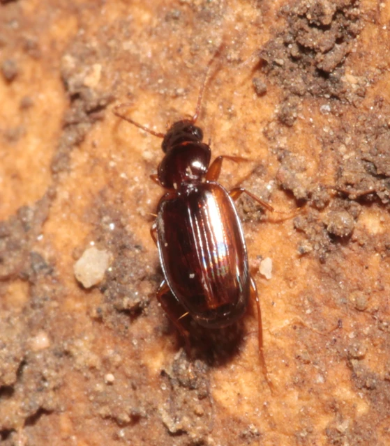 Trechus quadristriatus - közönséges fürgefutonc