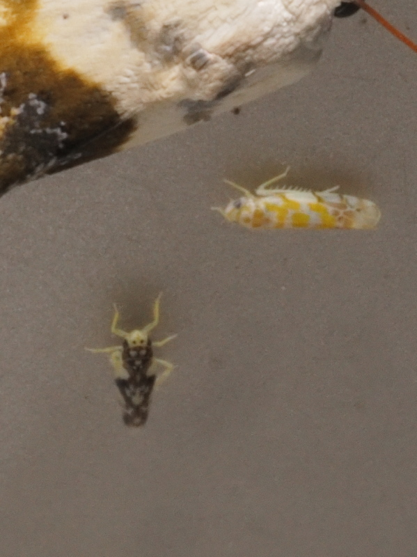 Ziczacella heptapotamica