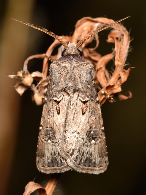 Agrotis bigramma - kétjegyű földibagoly