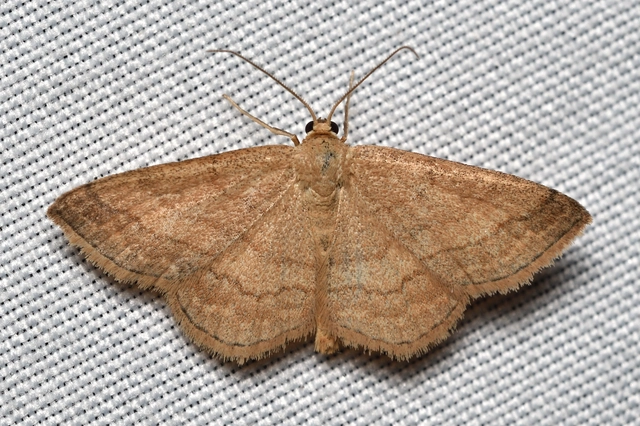 Scopula rubiginata - réti pirosaraszoló