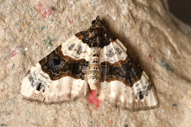 Cosmorhoe ocellata - szemes galajaraszoló