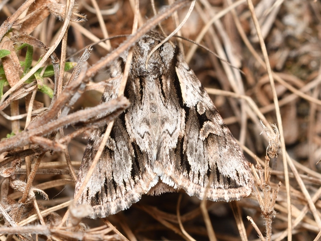 Chloantha hyperici - orbáncfű-sugarasbagoly