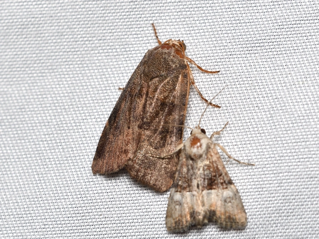 Noctua janthe/janthina