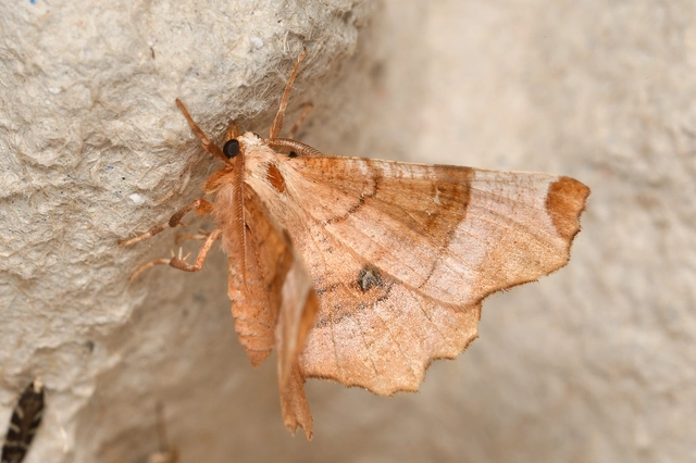 Selenia lunularia - egyfoltos holdasaraszoló