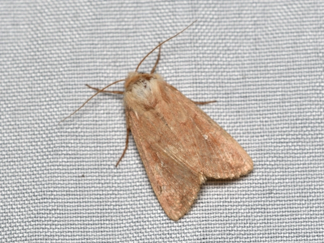 Mythimna albipuncta - fehérpettyes rétibagoly