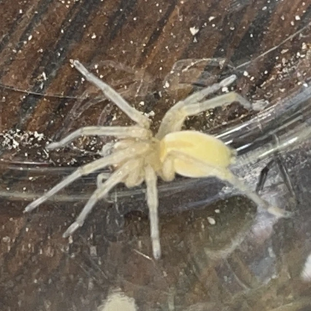 Cheiracanthium mildei - sárga dajkapók