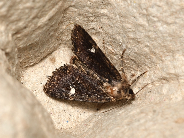 Mesapamea secalella/secalis