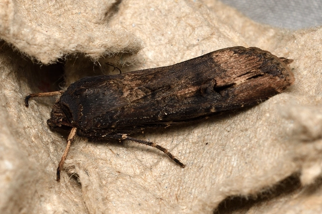 Agrotis ipsilon - nagy földibagoly