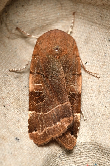 Noctua fimbriata - szélessávú sárgafűbagoly