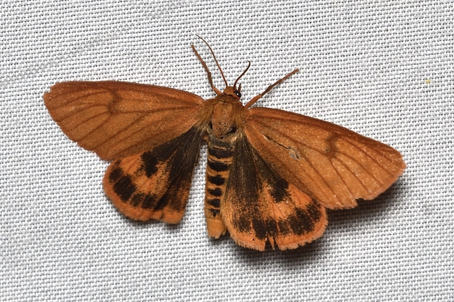 Diacrisia sannio - vörösszélű medvelepke