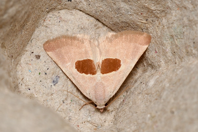 Calymma communimacula - pajzstetűfaló bagoly