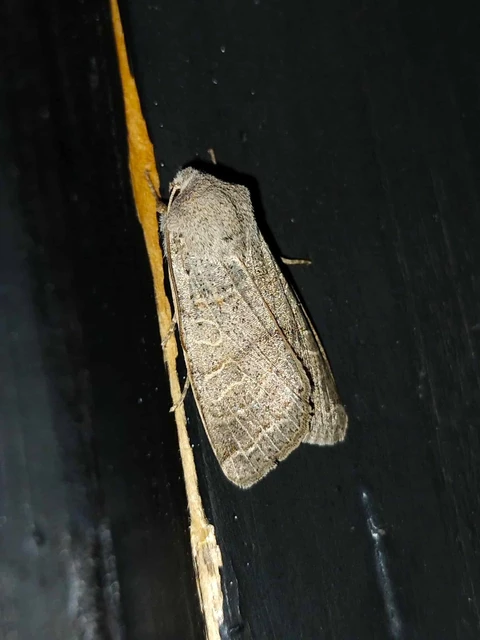 Anchoscelis humilis - olajbarna őszibagoly