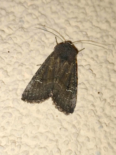 Aporophyla lutulenta - sziki őszibagoly