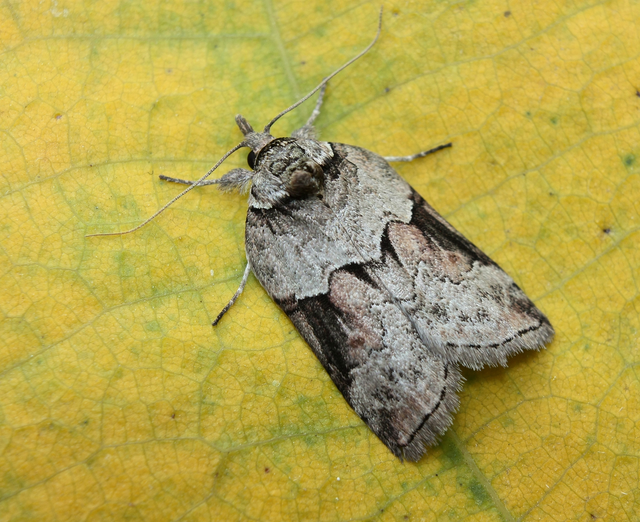 Nycteola siculana - fűz-trapézbagoly
