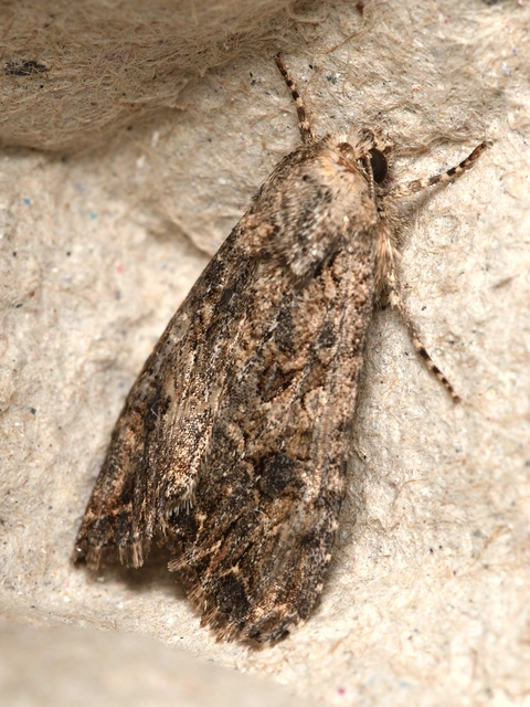Hadula trifolii - lóherebagoly