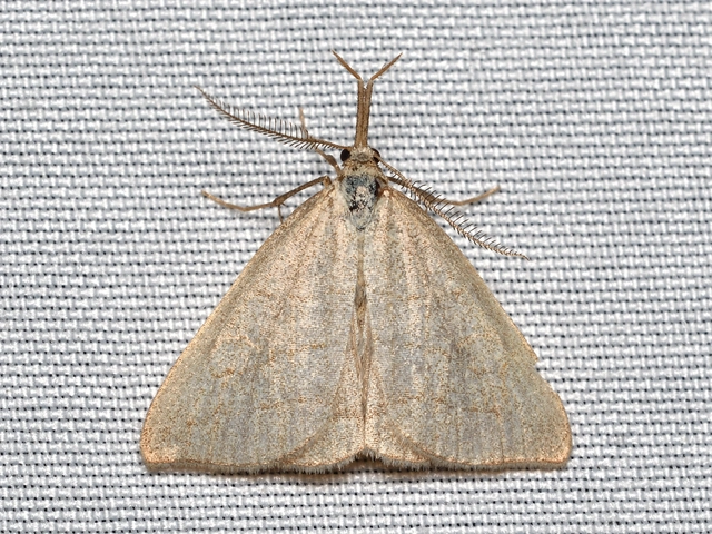 Polypogon tentacularia - sötétaljú karcsúbagoly