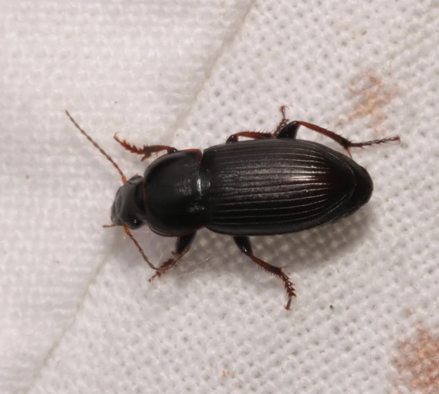 Harpalus subcylindricus - keskeny lomhafutó