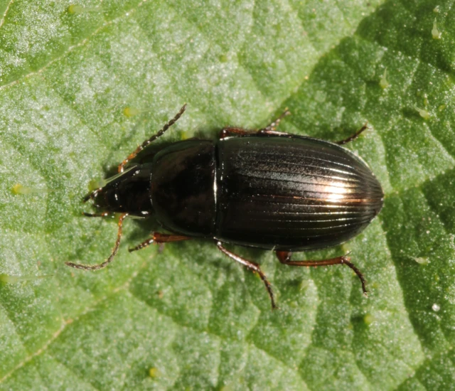 Amara anthobia - réti közfutó Amara anthobia - réti közfutó