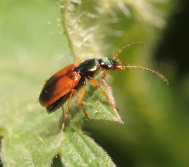 Anchomenus dorsalis - hátfoltos kisfutó