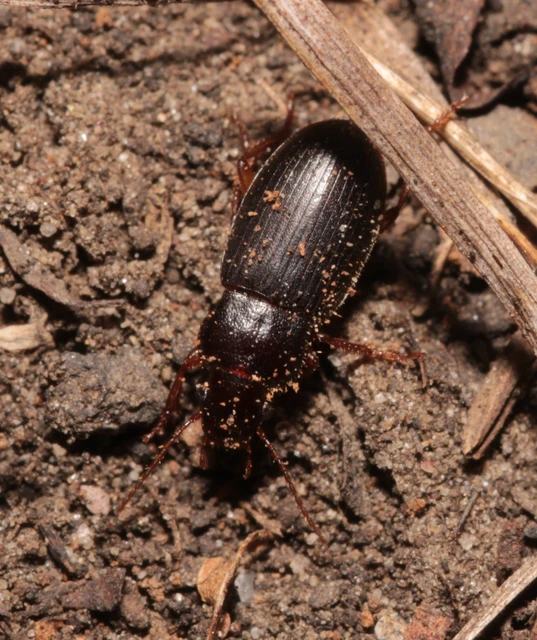 Ophonus rufibarbis - közönséges bársonyfutó