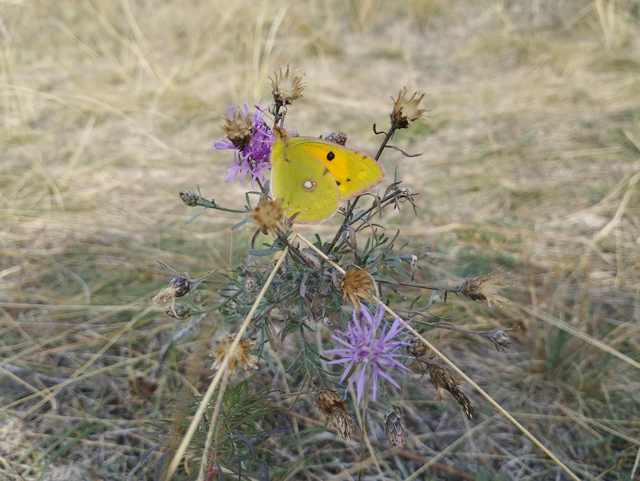 Colias croceus - sáfránylepke