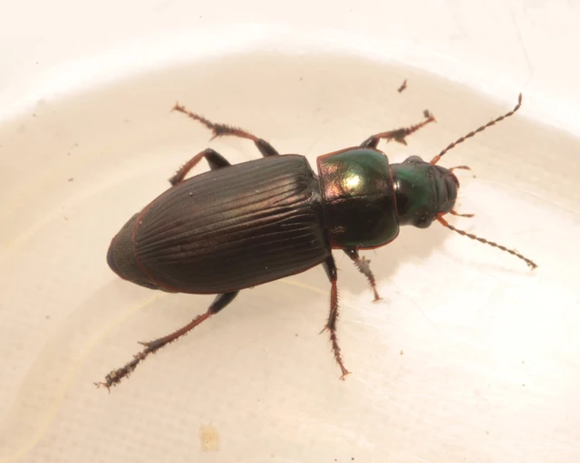 Harpalus distinguendus - mezei lomhafutó