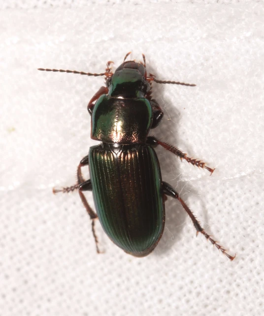 Harpalus distinguendus - mezei lomhafutó