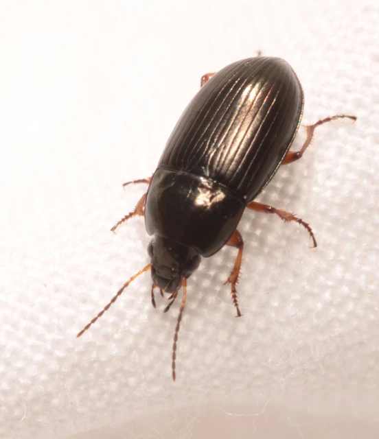 Amara familiaris - kerti közfutó Amara familiaris - kerti közfutó