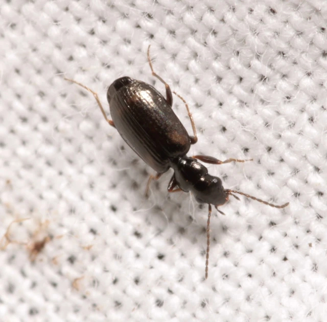 Syntomus obscuroguttatus - négyfoltos gyökérfutó