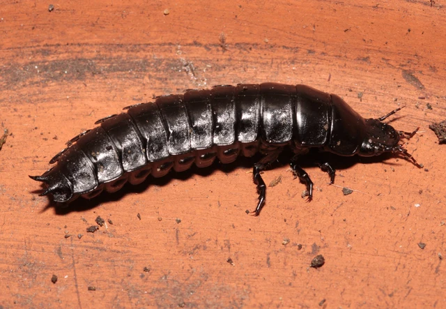 Carabus Carabus