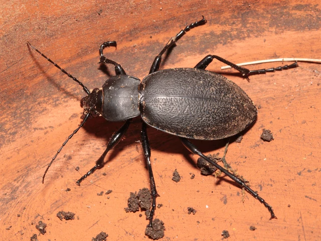 Carabus coriaceus - bőrfutrinka