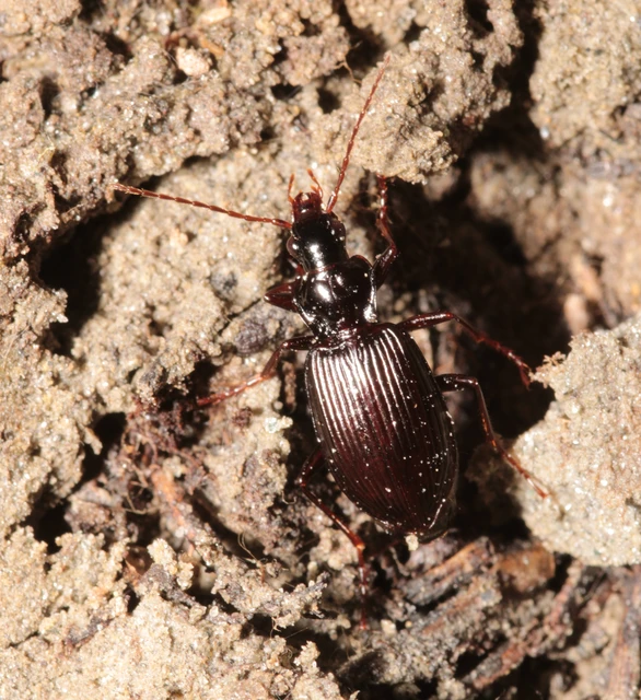 Limodromus assimilis - vöröslábú kisfutó