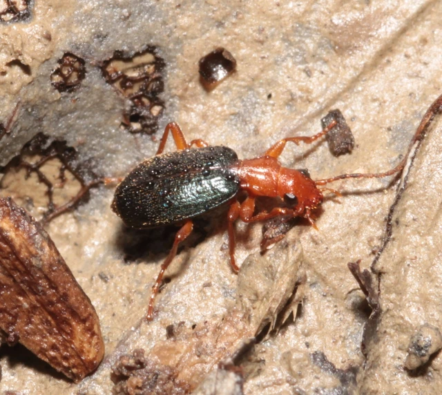 Brachinus explodens - kis pöfögőfutó
