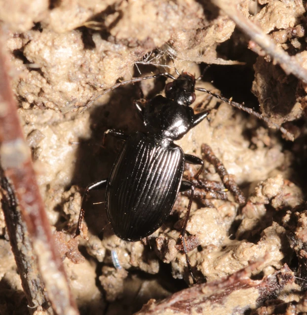 Agonum Agonum