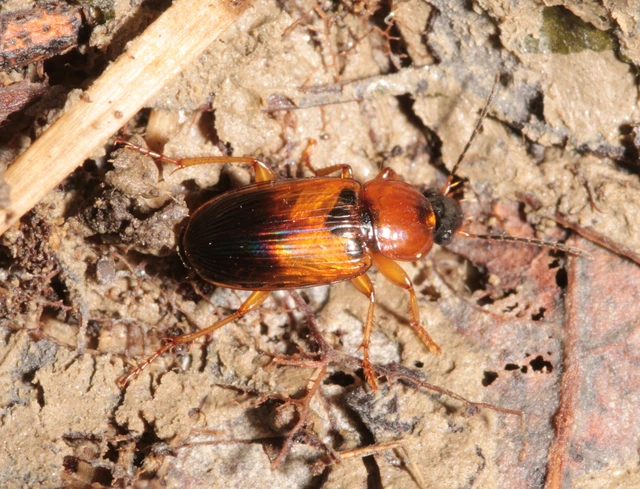 Stenolophus abdominalis persicus - sárgahasú turzásfutó