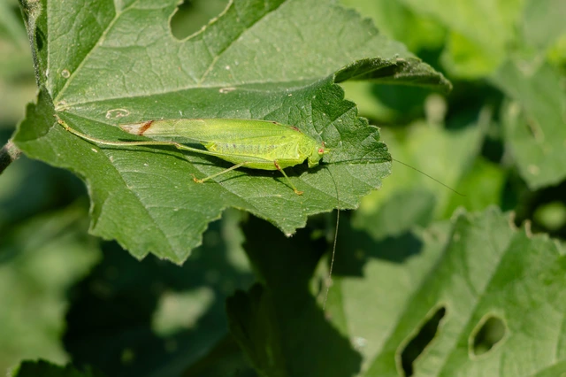 Phaneroptera nana - pontozott repülőszöcske
