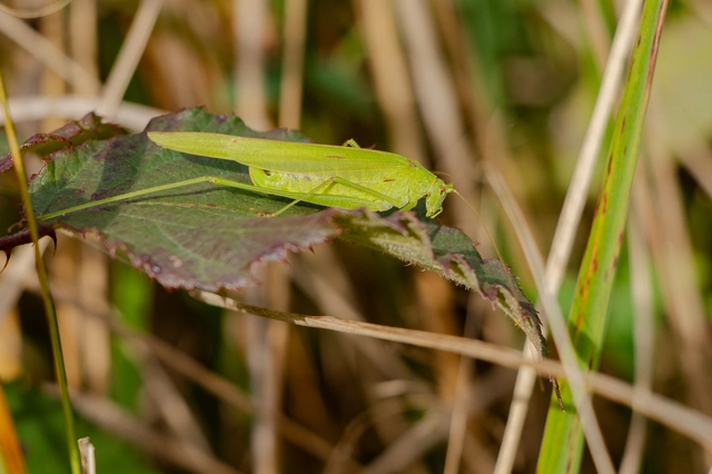 Phaneroptera nana - pontozott repülőszöcske