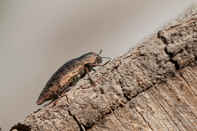 Dicerca berolinensis - bükkfa-díszbogár